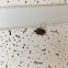 Brown Marmorated Stink bug