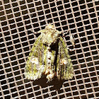 Spotted Phosphila Moth