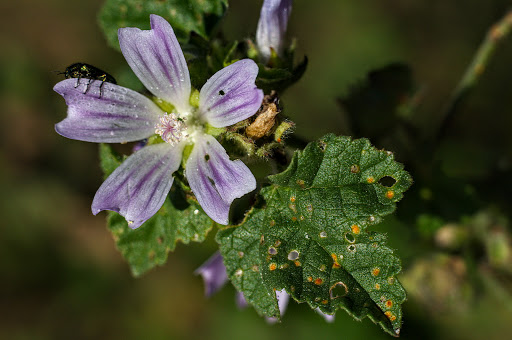 Lavatera cretica