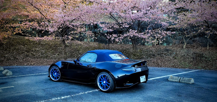 ロードスターの桜・サクラと愛車に関するカスタム事例の投稿画像1枚目
