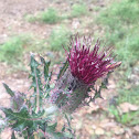 Musk Thistle