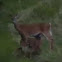 Whitetail Deer