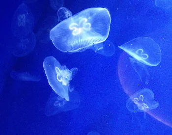 「水族館行きました()(閲覧注意かも)」のメインビジュアル