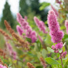 Rose spiraea