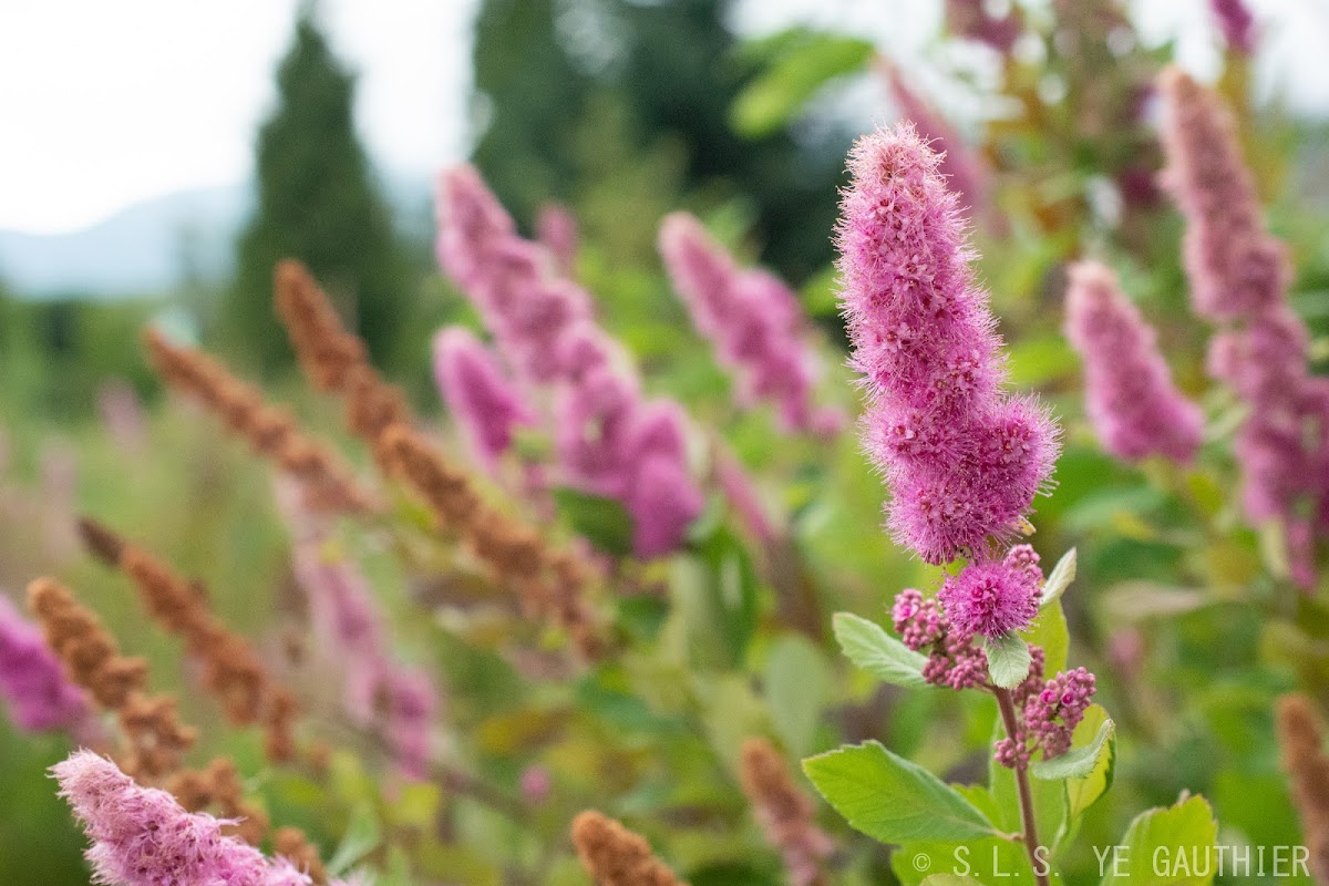 Rose spiraea