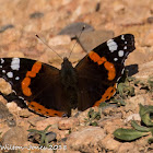 Red Admiral