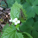 Schorpioenvlieg (Panorpa germanica) (female)