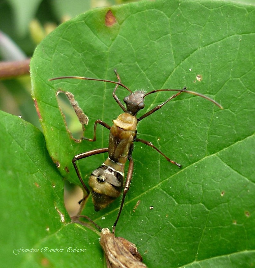 Texas Bow-Legged Bug