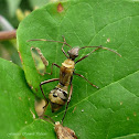 Texas Bow-Legged Bug