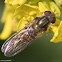 Hover-fly