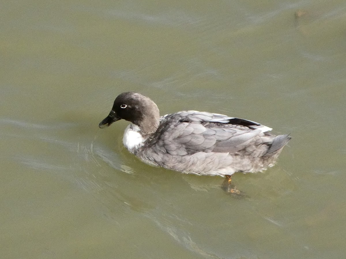 Manky mallard