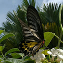 Southern birdwing