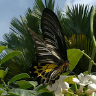 Southern birdwing