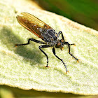 Robber Fly