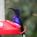 Violet Sabrewing