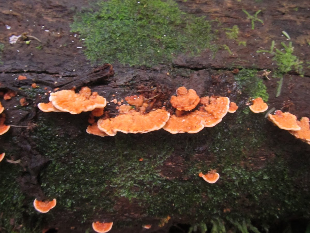 Bracket Fungus