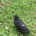 Common Pigeon