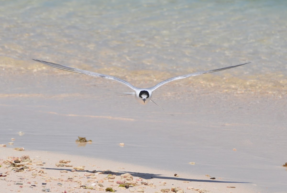 Cabot's tern