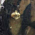 Brown-rot fungus