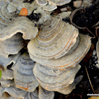 Shelf Fungi