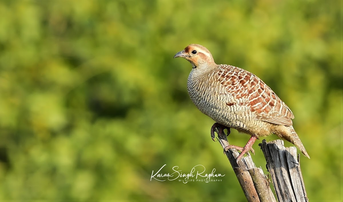 Francolin  -  Grey Francolin