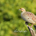 Francolin  -  Grey Francolin