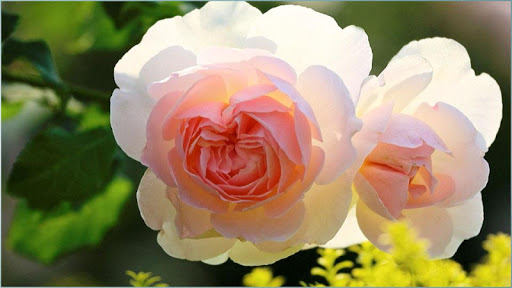 免費下載娛樂APP|Rose Flower Wallpapers app開箱文|APP開箱王