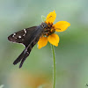 Long-tailed Skipper