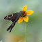 Long-tailed Skipper