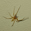 black-footed yellow sac spider