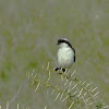 Grey Backed Fiscal Shrike