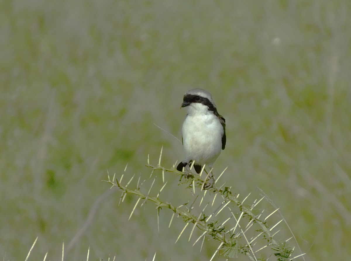 Grey Backed Fiscal Shrike