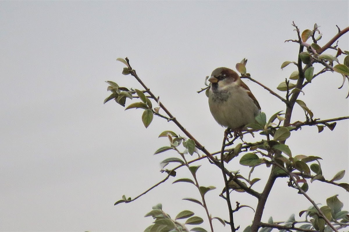 House Sparrow