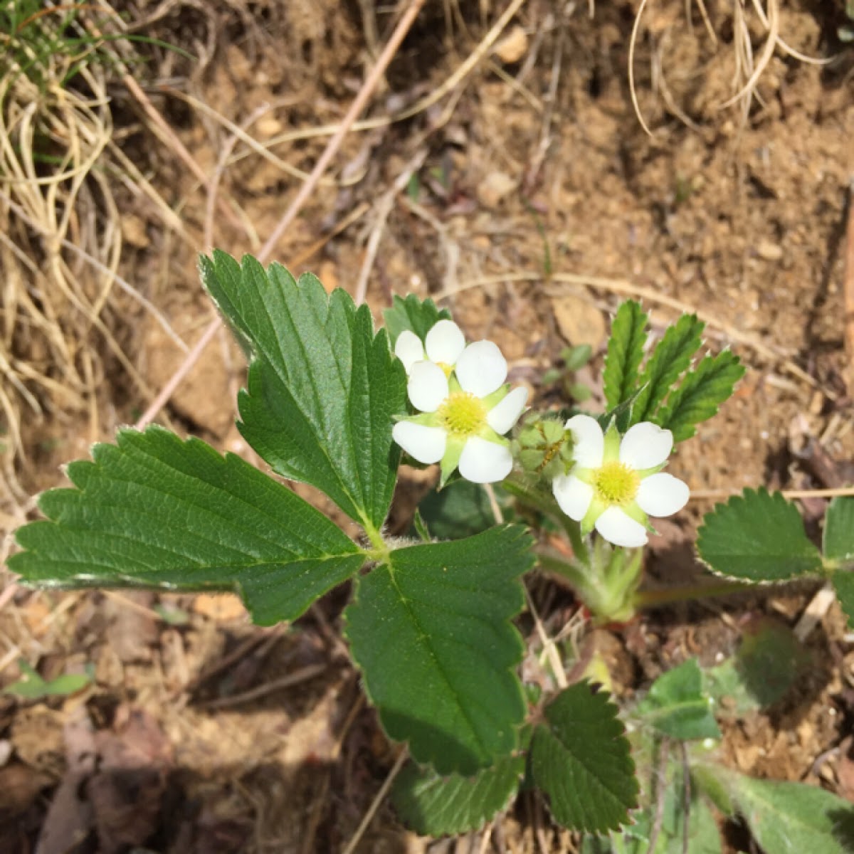 Wild strawberry