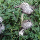 Shaggy Mane