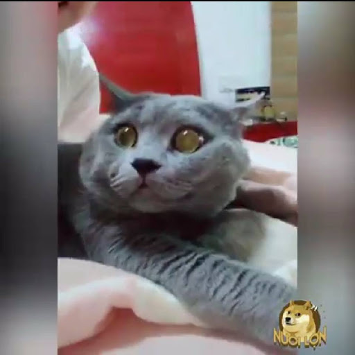 Cái gì đang diễn ra thế?