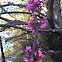 Eastern redbud