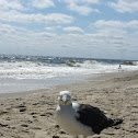 Herring Gull