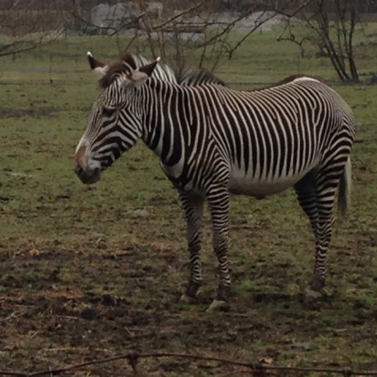 Grevy's Zebra