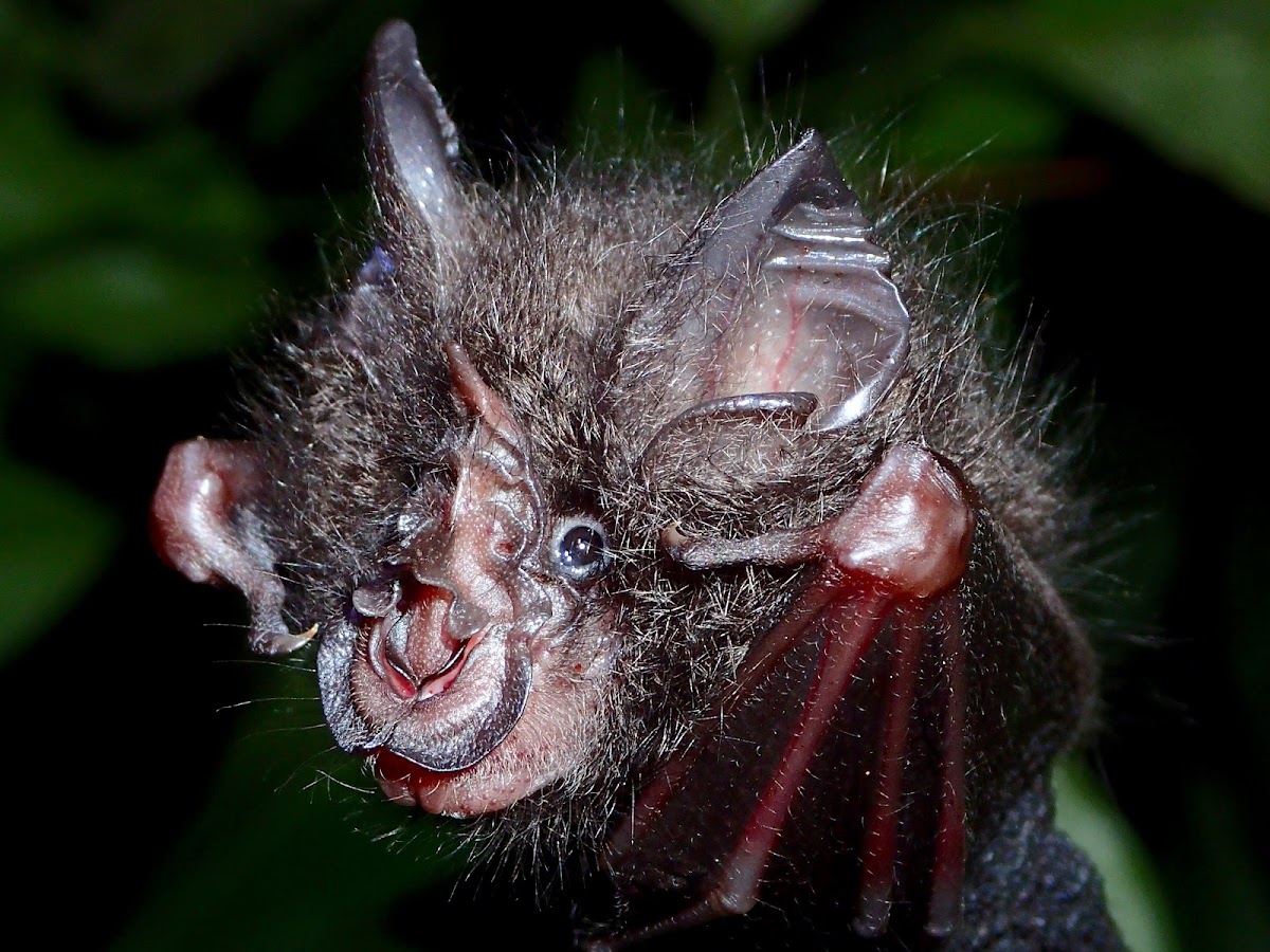 Francis' Wooly Horseshoe Bat