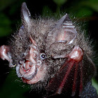 Francis' Wooly Horseshoe Bat