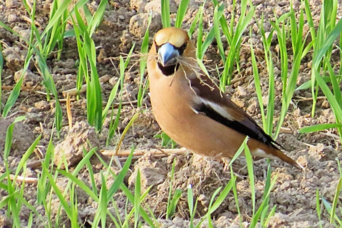 Hawfinch