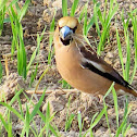 Hawfinch