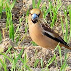 Hawfinch