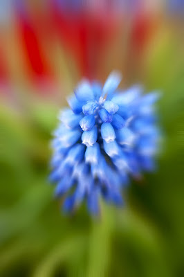 Explosion of colors di PhotoGiovanniDeLuca