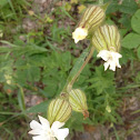 White Campion