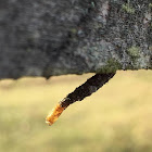 Bagworm