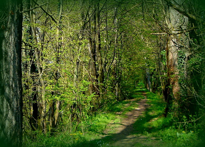 Verso la casa della Nonna... di clagia