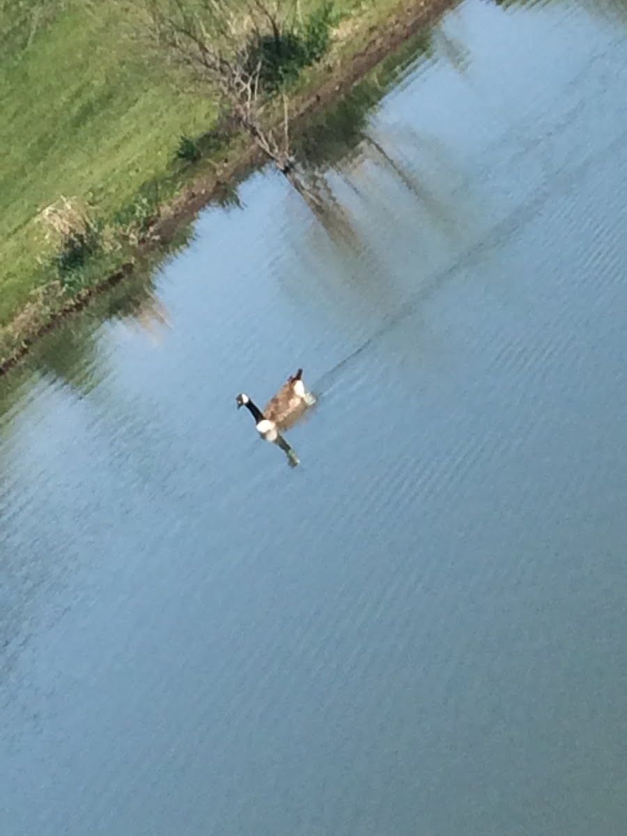 Canada goose