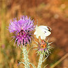 Illyrian Cottonthistle